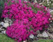 Флокс Дугласа (Phlox douglasii `Red Admiral`)