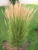 Вейник остроцветковый (Calamagrostis acutiflora 'Karl Foerster')