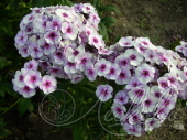 Флокс метельчатый (Phlox paniculata `Swirley Birly`)