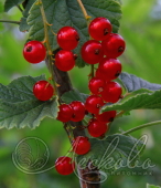 Смородина красная (Ribes rubrum `Сахарная`)