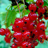 Смородина красная (Ribes rubrum `Джонкер ван Тетс`)