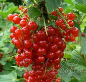 Смородина красная (Ribes rubrum `Рачновская`) 