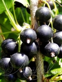Смородина черная (Ribes nigrum `Ажурная`)2-х летка