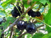 Смородина черная (Ribes nigrum `Белорусская сладкая`)