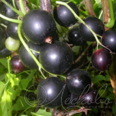 Смородина черная (Ribes nigrum `Дачница`)