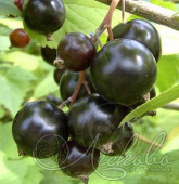 Смородина черная (Ribes nigrum `Зуша`)