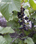 Смородина черная (Ribes nigrum `Муравушка`)