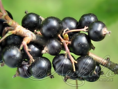 Смородина черная (Ribes nigrum `Нара`)