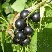 Смородина черная (Ribes nigrum `Орловский вальс`)