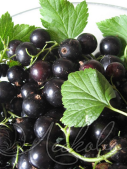 Смородина черная (Ribes nigrum `Петербурженка`)