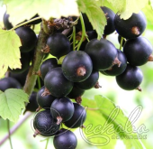 Смородина черная (Ribes nigrum `Черный жемчуг`)