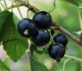 Смородина черная (Ribes nigrum `Селеченская`)