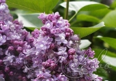 Сирень обыкновенная (Syringa vulgaris `Екатерина Хавемейер`)