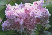 Сирень обыкновенная (Syringa vulgaris `Богдан Хмельницкий`)