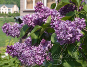 Сирень обыкновенная (Syringa vulgaris `Edward Harding)