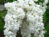 Сирень обыкновенная (Syringa vulgaris `Жанна д`Арк`)