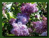 Сирень обыкновенная (Syringa vulgaris `Mme Charles Souchet`)