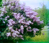 Сирень обыкновенная (Syringa vulgaris `Мечта`)