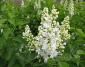 Сирень обыкновенная (Syringa vulgaris `Лиега`)