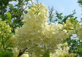 Сирень обыкновенная (Syringa vulgaris `Primrose`)