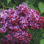 Сирень обыкновенная (Syringa vulgaris `Индия`)