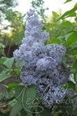 Сирень обыкновенная (Syringa vulgaris `William Robinson`)