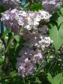 Сирень обыкновенная (Syringa vulgaris `Dresden China`)