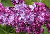 Сирень обыкновенная (Syringa vulgaris `Принц Волконский`)