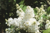 Сирень обыкновенная (Syringa vulgaris `Мадам Лемуан`)