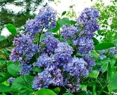 Сирень обыкновенная (Syringa vulgaris `Президент Греви`)