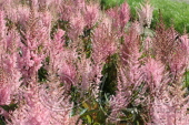 Астильба Арендса (Astilbe x arendsii `Erika`)