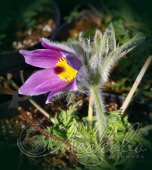 Прострел обыкновенный (Pulsatilla vulgaris) mix