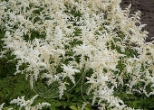 Астильба Арендса (Astilbe x arendsii `Snowdrift`)