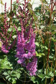 Астильба китайская (Astilbe chinensis `Purpurkerze`)