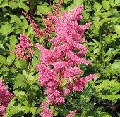 Астильба японская (Astilbe japonica `Koblenz`)