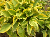 Хоста гибридная (Hosta х hybrium `Carnival`)