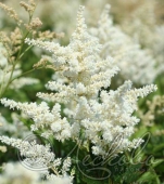 Астильба японская (Astilbe japonica `Avalanche`)