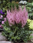 Астильба китайская (Astilbe chinensis `Veronica Klose`)