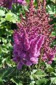 Астильба китайская (Astilbe chinensis `Visions`)