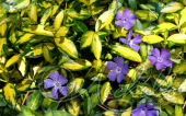 Барвинок малый (Vinca minor `Illumination`)