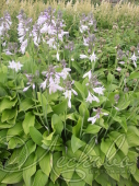 Хоста Форчуна (Hosta fortunei `Hyacinthina`)