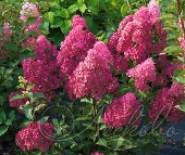 Гортензия метельчатая (Hydrangea paniculata `Fraise Melba`)