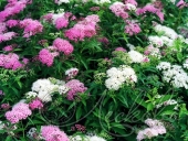 Спирея японская (Spiraea japonica `Genpei`)