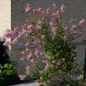 Сирень мелколистная ( Syringa microphylla `Superba`)