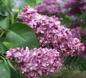 Сирень обыкновенная (Syringa vulgaris `Русская песня`)