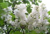 Сирень обыкновенная (Syringa vulgaris `Маленький принц`)