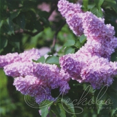 Сирень обыкновенная (Syringa vulgaris `Капитан Бальте`)