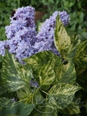 Сирень обыкновенная (Syringa vulgaris `Аукубофолия`)