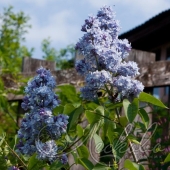 Сирень обыкновенная (Syringa vulgaris `Небо Москвы`)