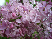 Сирень гиацинтовая (Syringa x hyacinthiflora `Buffon`)